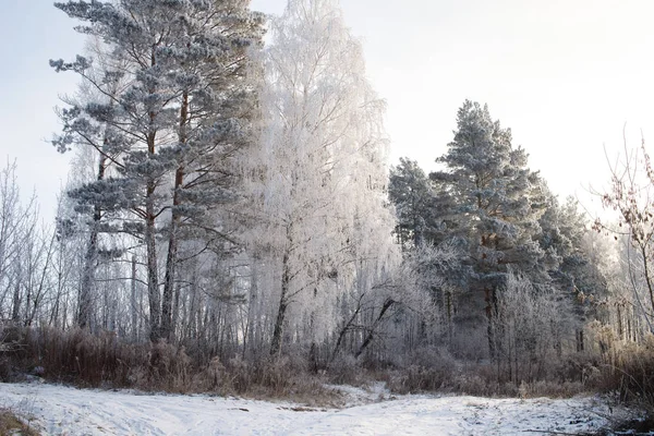 Zasněžené Stromy Zimním Lese Silnicí — Stock fotografie