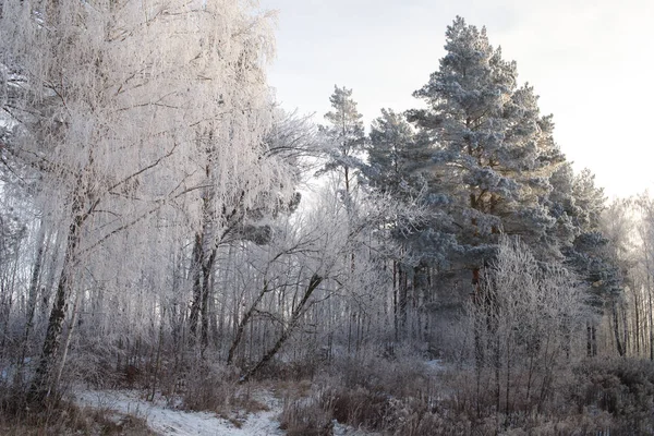 Snötäckta Träd Vinterskogen Med Väg — Stockfoto