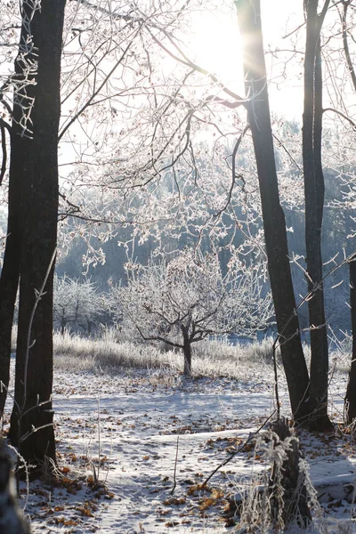 Vinterlandskap Frostiga Träd Snöiga Skogen Soliga Morgonen — Stockfoto