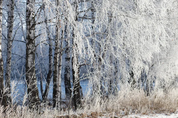 Vinterlandskap Frostiga Träd Snöiga Skogen Soliga Morgonen — Stockfoto