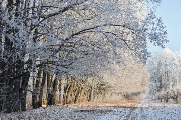 Vinterlandskap Frostiga Träd Snöiga Skogen Soliga Morgonen — Stockfoto