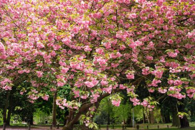 pembe çiçekler ağaçlar çiçek