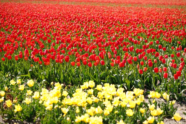 Campo Tulips Netherlands Florescendo — Fotografia de Stock