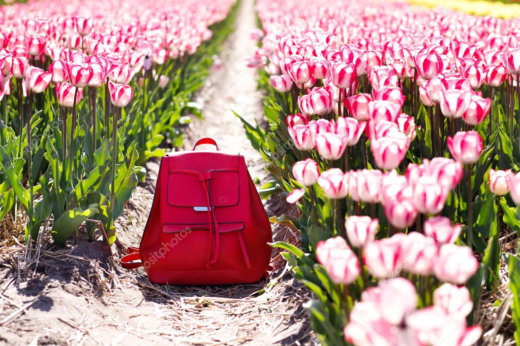 backpack in the rows of tulips. Spring clothes. It's spring.