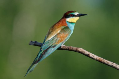 Mavi arka planda bir dalda oturan altın arı yiyici