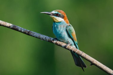 Mavi arka planda bir dalda oturan altın arı yiyici