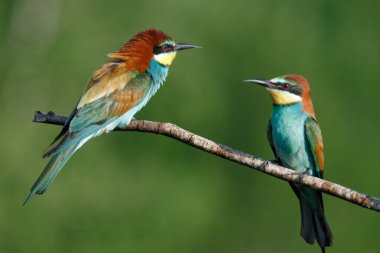 Avrupalı arı yiyici, merops apiaster. Güneşli bir sabahın erken saatlerinde iki kuş bir dala oturmuş.