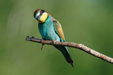 Mavi arka planda bir dalda oturan altın arı yiyici