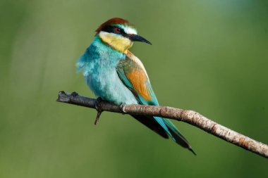 Mavi arka planda bir dalda oturan altın arı yiyici