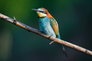 Mavi arka planda bir dalda oturan altın arı yiyici