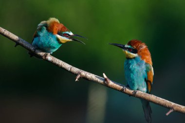 Avrupa arı yiyici Merops apiaster yaz sabahının erken saatlerinde birbirlerine bağırırlar.