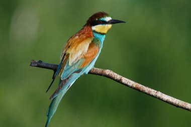 Mavi arka planda bir dalda oturan altın arı yiyici