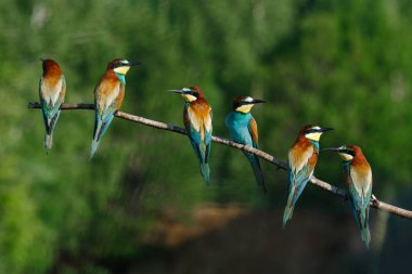 Avrupalı arı yiyici, merops apiaster.Güneşli bir yaz sabahı, beş kuş bir dala oturmuş.