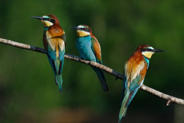 Avrupalı arı yiyici, merops apiaster.Güneşli bir sabahın erken saatlerinde, üç kuş bir dalda oturuyor..