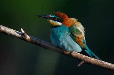 Mavi arka planda bir dalda oturan altın arı yiyici