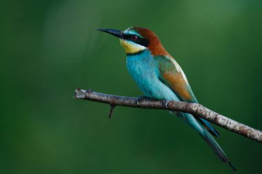 Mavi arka planda bir dalda oturan altın arı yiyici