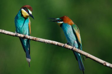 Avrupa arı yiyici Merops apiaster yaz sabahının erken saatlerinde birbirlerine bağırırlar.