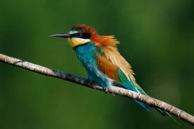 Mavi arka planda bir dalda oturan altın arı yiyici
