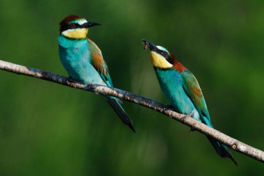 Mavi arka planda bir dalda oturan altın arı yiyici