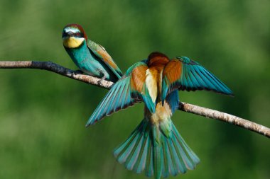 Avrupa arı yiyici Merops apiaster yaz sabahının erken saatlerinde birbirlerine bağırırlar.