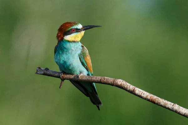 Gyllene Biätare Sitter Gren Blå Bakgrund — Stockfoto