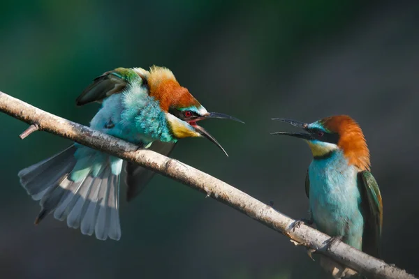 Comedor Abelhas Europeu Merops Apiaster Grita Com Outro Início Manhã — Fotografia de Stock