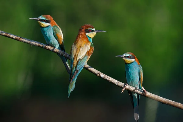 Apicoltore Europeo Merops Apiaster Una Mattina Presto Soleggiata Tre Uccelli — Foto Stock