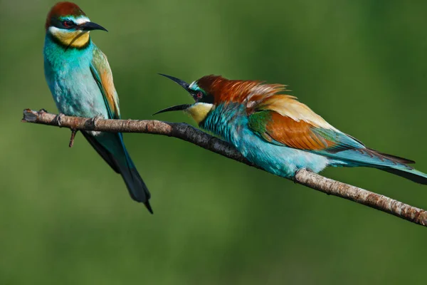 Comedor Abelhas Europeu Merops Apiaster Grita Com Outro Início Manhã — Fotografia de Stock