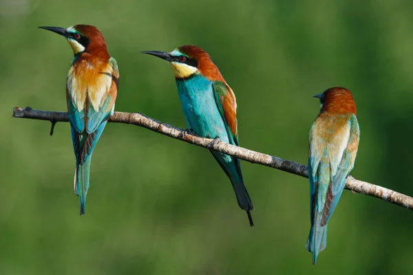 Apicoltore Europeo Merops Apiaster Una Mattina Presto Soleggiata Tre Uccelli — Foto Stock