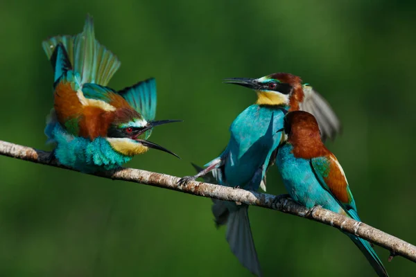 Comedor Abelhas Europeu Merops Apiaster Grita Com Outro Início Manhã — Fotografia de Stock