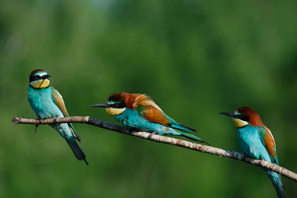 Europeiska Biätare Merops Apiaster Tidig Solig Morgon Tre Fåglar Sitter — Stockfoto