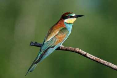 Mavi arka planda bir dalda oturan altın arı yiyici