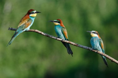 Avrupalı arı yiyici, merops apiaster.Güneşli bir sabahın erken saatlerinde, üç kuş bir dalda oturuyor..