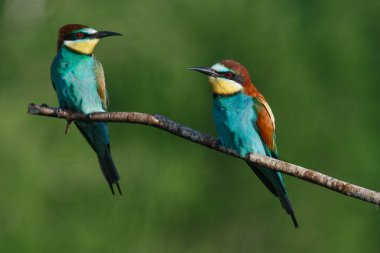 Mavi arka planda bir dalda oturan altın arı yiyici