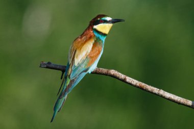 Mavi arka planda bir dalda oturan altın arı yiyici