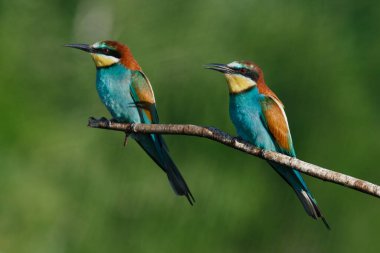 Mavi arka planda bir dalda oturan altın arı yiyici