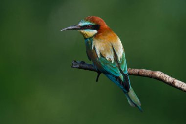 Mavi arka planda bir dalda oturan altın arı yiyici