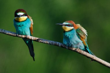 Mavi arka planda bir dalda oturan altın arı yiyici