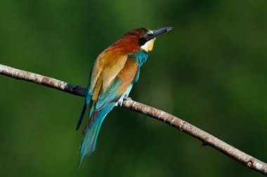 Mavi arka planda bir dalda oturan altın arı yiyici