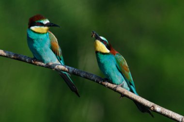 Mavi arka planda bir dalda oturan altın arı yiyici