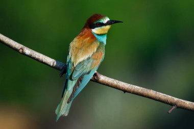 Mavi arka planda bir dalda oturan altın arı yiyici