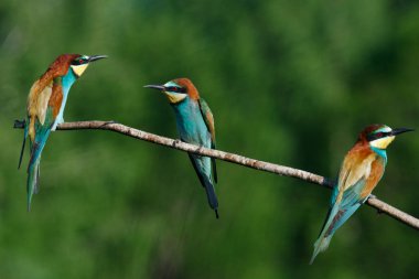 Avrupalı arı yiyici, merops apiaster.Güneşli bir sabahın erken saatlerinde, üç kuş bir dalda oturuyor..
