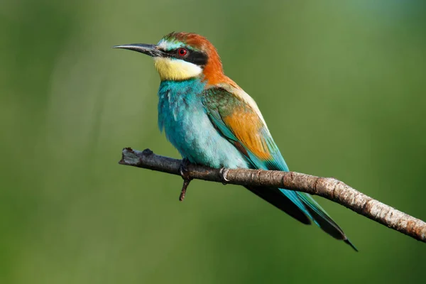 Gyllene Biätare Sitter Gren Blå Bakgrund — Stockfoto