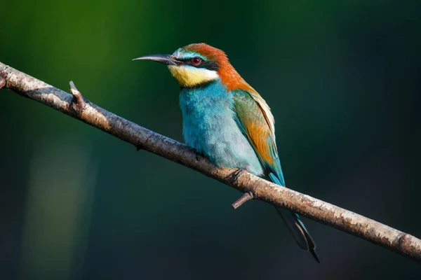 Gyllene Biätare Sitter Gren Blå Bakgrund — Stockfoto