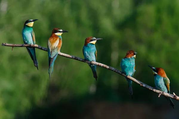 Comedor Abelhas Europeu Merops Apiaster Uma Manhã Ensolarada Verão Cinco — Fotografia de Stock