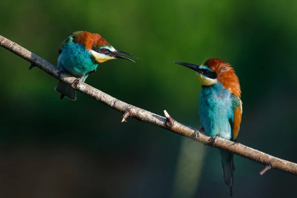 Comedor Abelhas Europeu Merops Apiaster Grita Com Outro Início Manhã — Fotografia de Stock