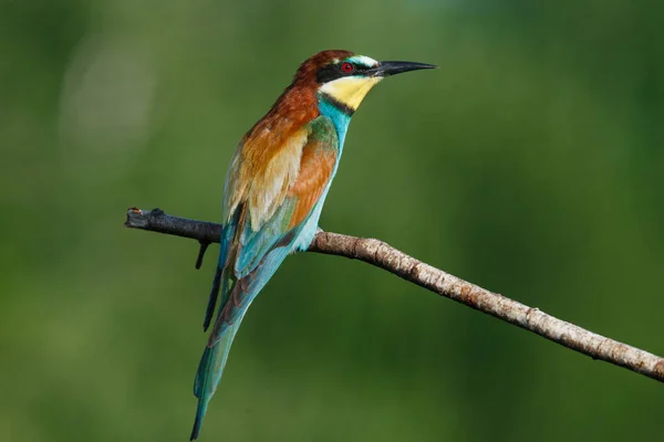 Gyllene Biätare Sitter Gren Blå Bakgrund — Stockfoto