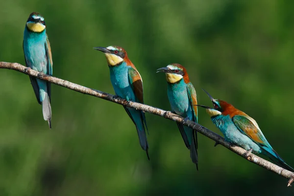 Apicoltore Europeo Merops Apiaster Una Mattina Estate Soleggiata Quattro Uccelli — Foto Stock