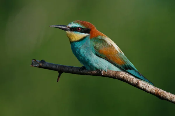 Gyllene Biätare Sitter Gren Blå Bakgrund — Stockfoto