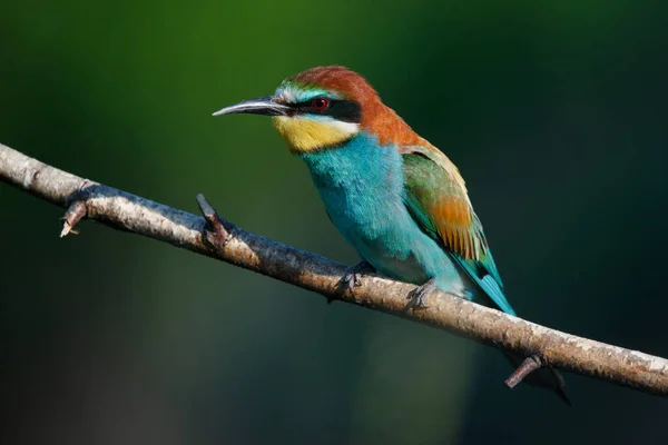 Abeja Dorada Sentada Sobre Una Rama Sobre Fondo Azul —  Fotos de Stock